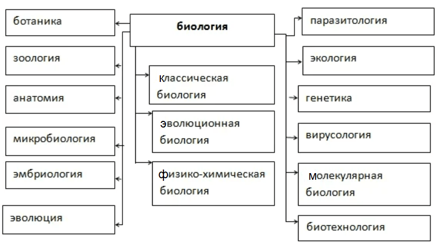 Схема биологические науки