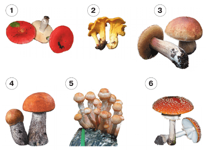 Задание рисунок 1