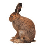 Задание рисунок 1