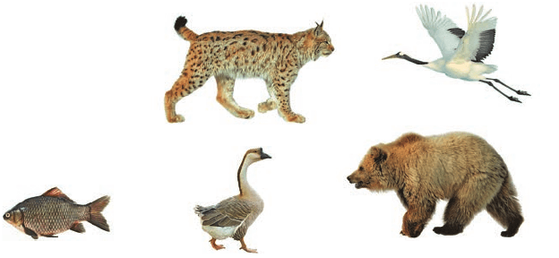 Задание рисунок 1