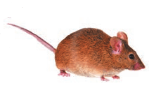 Задание рисунок 2