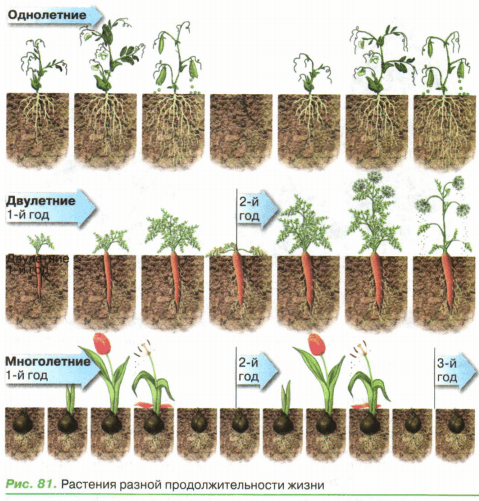 Задание рисунок 1