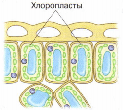 Решение рисунок 1