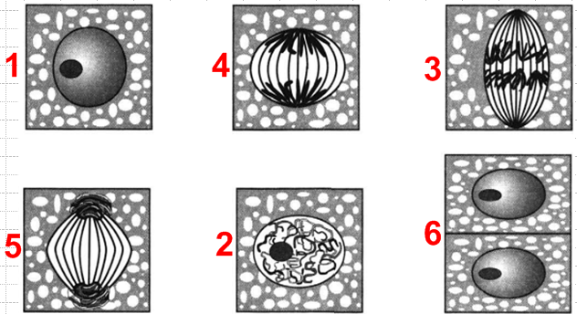 Рассмотрите схему деления растительной клетки цифрами. Восстановите порядок этапов деления растительной клетки.