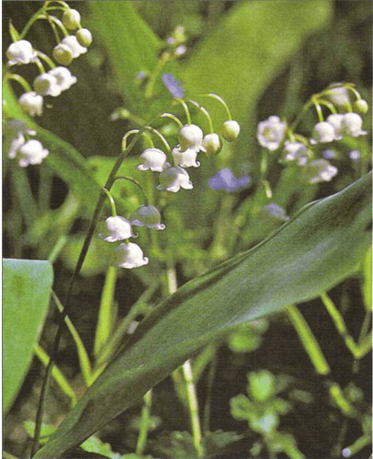 Задание рисунок 1